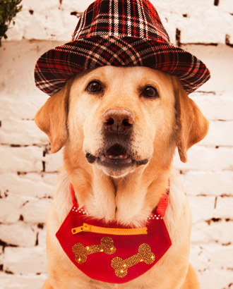 Pet Scarf<br>－【Dog Bones／Heart Shape／Punk／Bow】